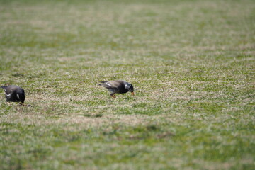 ムクドリのいる風景、芝生の公園