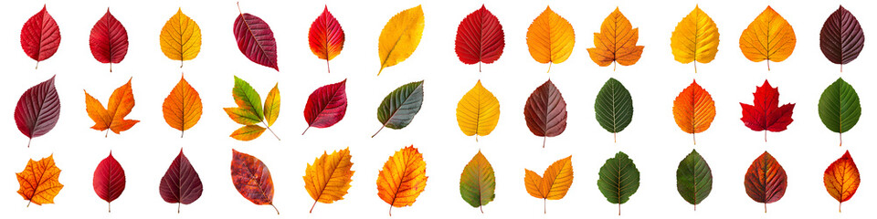 Obraz premium A diverse assortment of colorful autumn leaves including shades of red orange yellow and green showcasing the natural beauty of the changing seasons