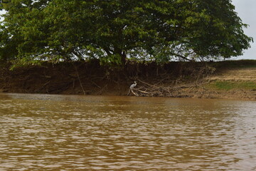 garza posada descansando bajo un árbol a la orilla de un rio