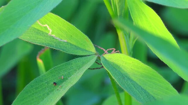 Anyphaenidae is a family of araneomorph spiders, sometimes called anyphaenid sac spiders or ghost spiders currently sitting on a green grass leaf calm macro 4k footage