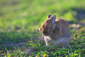 spring rabbit in a green field, easter symbol, beautiful april easter background
