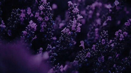 Close-up Lavender Flowers in Deep Purple