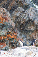 A group of Shinstrap Penguin - Pygoscelis antarcticus- standing on a rock at Cierva Cove, on the Antarctic peninsula