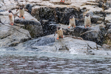 A group of Gentoo Penguin -Pygoscelis papua- standing on a rock near Primavera Base, on the Antarctic peninsula