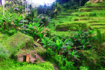 rice terraces Asian agriculture Bali indonesia landscape, nature view