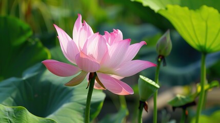 Fototapeta premium pictures of lotus flower