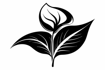 calla lily flower leaf line art silhouette vector illustration