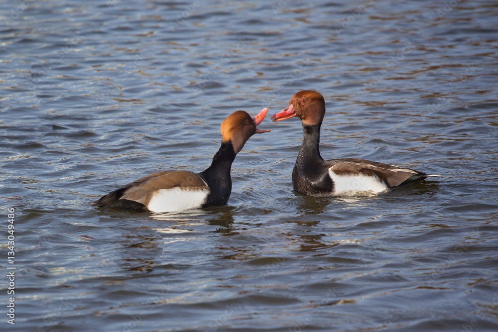 Poster Two male red-crested pochards arguing. One has its beak wide open as if shouting at the other and they are bout to fight.