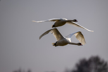 Wildlife - Fliegendes Schwan Paar, anmutig und elegant