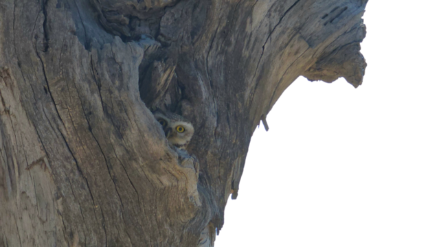 Spotted owlet hiding in old tree Isolated on a Transparent Background PNG	