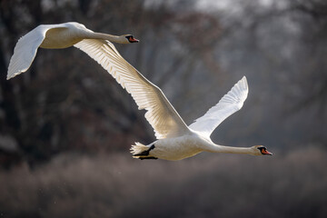 Fototapeta premium Wildlife - Fliegendes Schwan Paar, anmutig und elegant