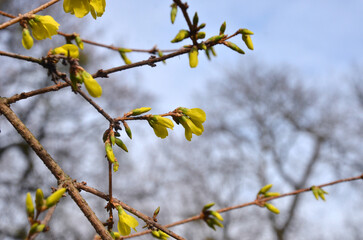 Yellow blooming forthisia branches against early spring sky background. Spring awakening of nature concept. Free copy space.