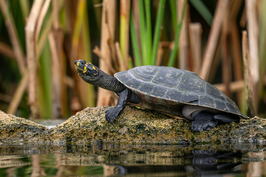 Yellow-spotted Amazon Turtle - Podocnemis unifilis, shell of unique fresh water turtle native to Amazon and Orinoko rivers in South America, Brazil.