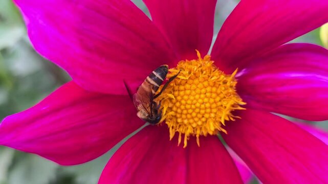Africanized bee, also known as the Africanized honey bee (AHB) pollinating wild flower and collecting honey from flowers slow motion 240fps footage