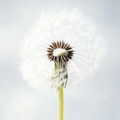 Fototapeta premium Close-up dandelion seed head against sky