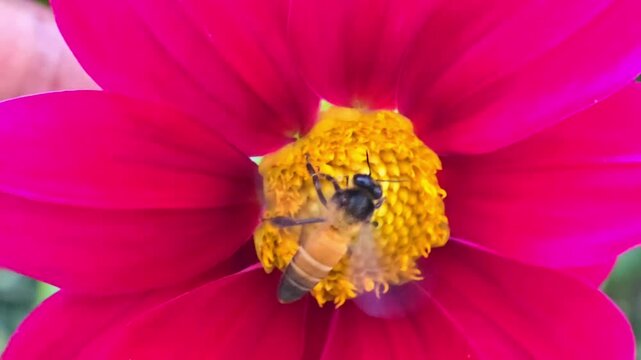Africanized bee, also known as the Africanized honey bee (AHB) pollinating wild flower and collecting honey from flowers slow motion 240fps footage