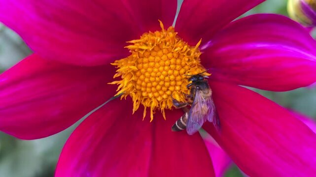 Africanized bee, also known as the Africanized honey bee (AHB) pollinating wild flower and collecting honey from flowers slow motion 240fps footage