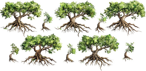 tree root watercolor clipart