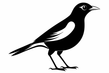 myna bird line art silhouette vector illustration