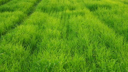 2025 Spring Moving through the field, strips, Slowly green young fresh field with neat, under a bright, sunny sky, green rows stretching into the horizon.
