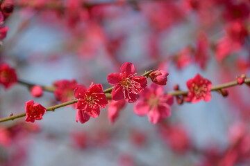 梅の花「紅千鳥」