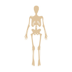 Skeleton colored icon