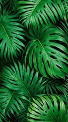 Naklejka premium Tropical monstera leaves close-up with lush green foliage. Exotic jungle background with natural plant texture