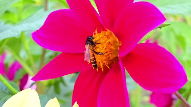 Africanized bee, also known as the Africanized honey bee (AHB) pollinating wild flower and collecting honey from flowers slow motion 240fps footage