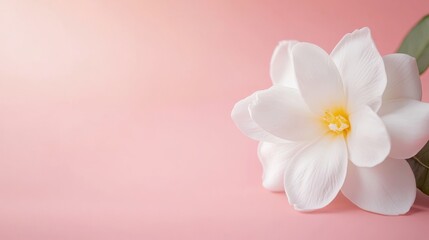 Space Gardenia Yellow Perspective Vibe Meadow Right