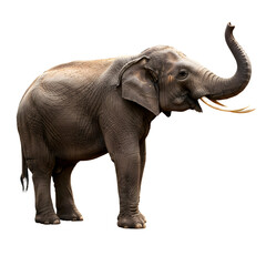 Elephant Standing with Raised Trunk on Transparent Background