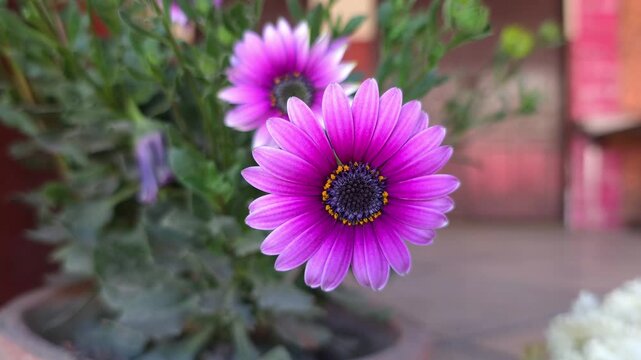 Dimorphotheca ecklonis, also known as Cape Marguerite, African daisy, flower blooming in spring 4k footage 