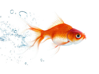 Goldfish in profile with bubbles on png and transparent background