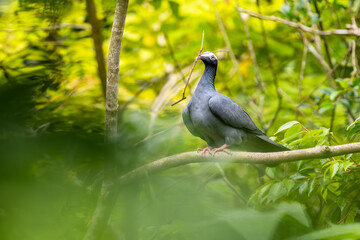 White-crowned Pigeon - Patagioenas leucocephala, beautiful pigeon from the Caribbean forests and woodlands, Jamaica.