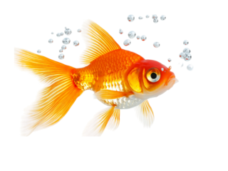 Goldfish in profile with bubbles on png and transparent background