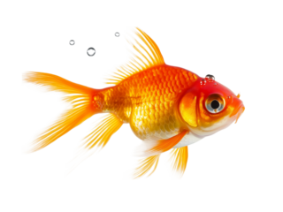 Goldfish in profile with bubbles on png and transparent background
