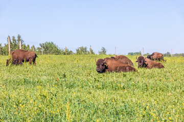 Fototapeta premium Resting Bison in the grass on a meadow