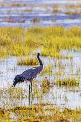 Beautiful Crane on a wet meadow a sunny  spring day