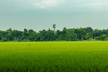 Obraz premium A wide green paddy field stretches across the land, beauty of nature