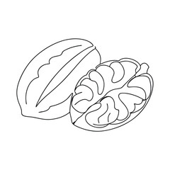 Walnut illustration, singleline drawing, whole and halved nut