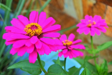 Obraz premium The Beauty of Simplicity A Stunning Zinnia the Garden 