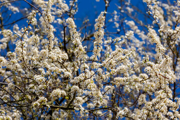 Selective focus of beautiful branches of wild white flowering Cherry blossom (Prunus) on the tree in the forest, Beautiful Sakura flowers during spring season in the park, Natural floral background.