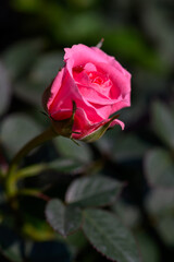 Close-up Pink Spray Rose flower blooming in the garden.