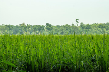 The paddy green, with swaying crops, rich soil, and flowing water
