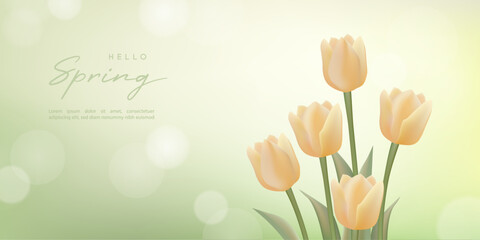 Spring flower background with tulips
