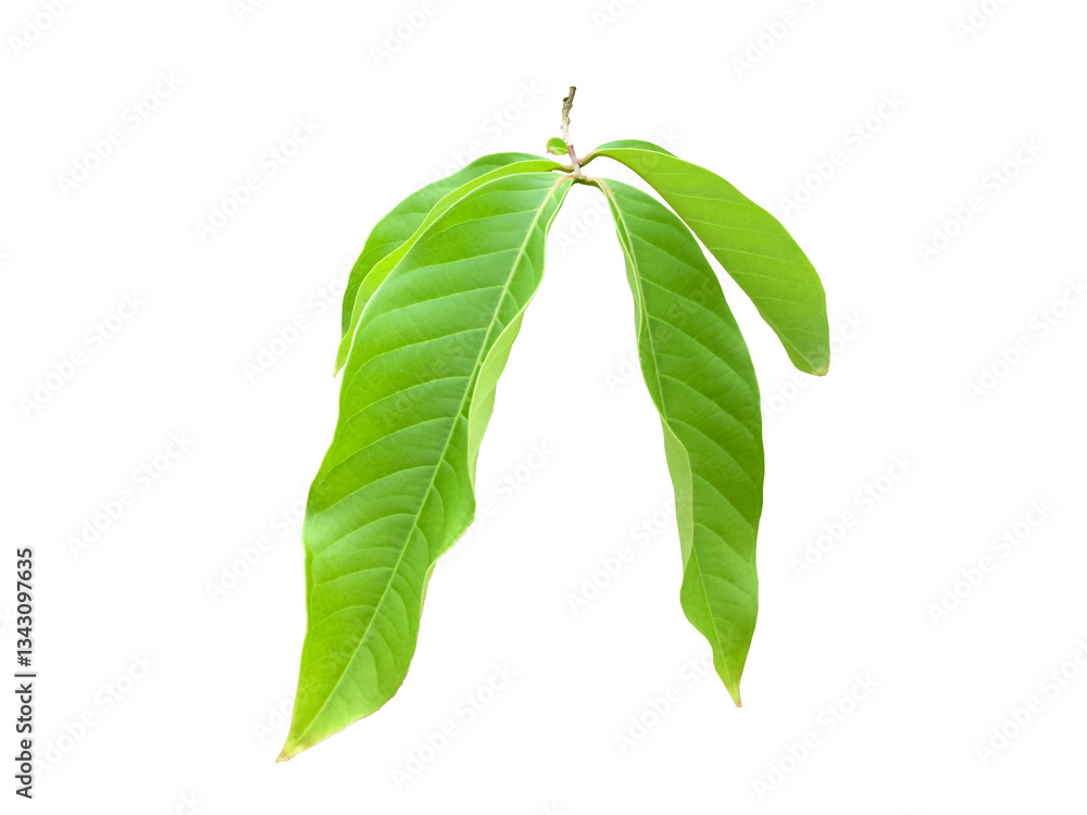 Canvas Prints isolated green leaves of queen crepe myrtle on white background with clipping paths.