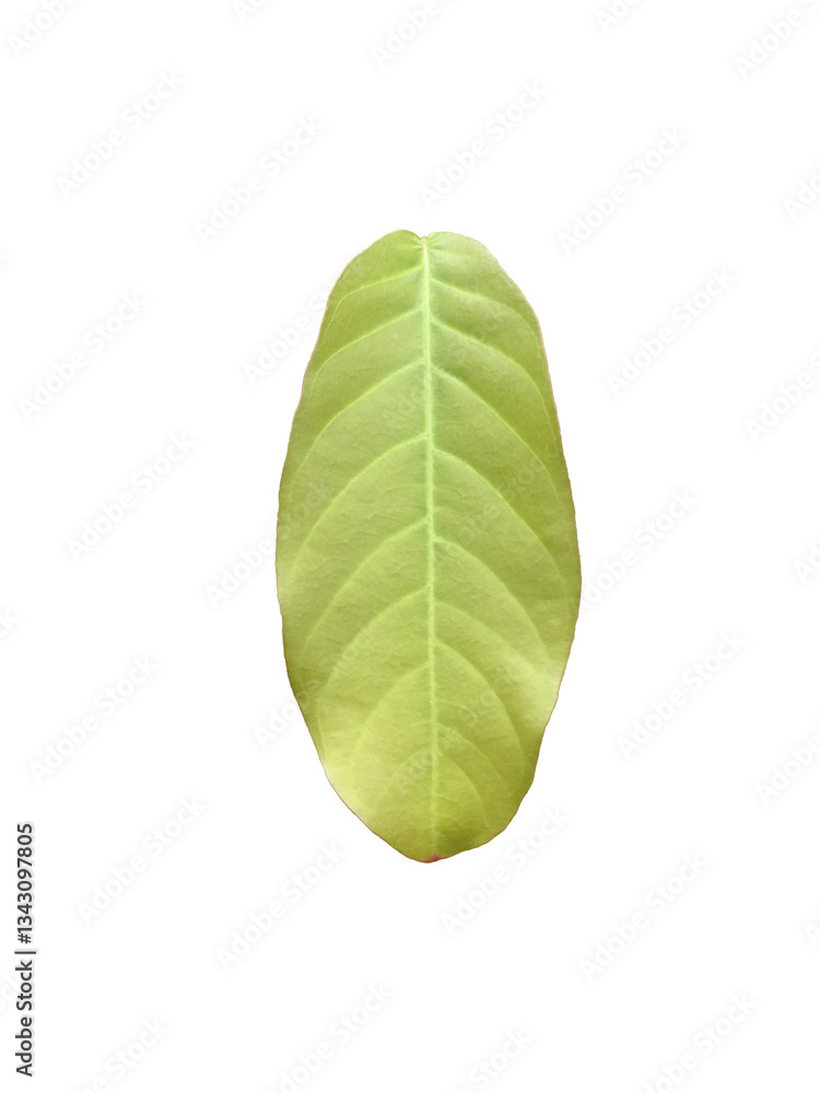 Canvas Prints isolated green leaves of queen crepe myrtle on white background with clipping paths.