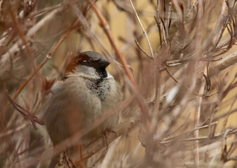 House Sparrow (Passer domesticus) Resting in Bushes