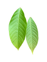Isolated green leaves of queen crepe myrtle on white background with clipping paths.