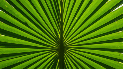 The textured green palm leaf serves as a natural backdrop for design, offering an abstract perspective of nature. This close-up image highlights the intricate details of tropical leaves