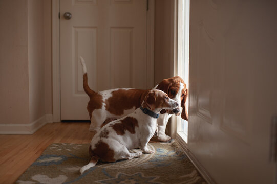 Basset hound looks curiously at dachshund while looking out window
